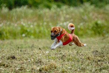 Basenji köpeğinin sahada koşup tuzak kurma yarışmasına katıldığı yerden kalkış anı.