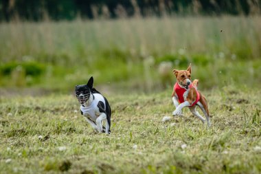 Kırmızı ve beyaz tişörtlü Basenji köpekleri yarışma için sahada koşuyor ve av peşinde koşuyor.