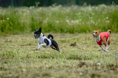 Kırmızı ve beyaz tişörtlü Basenji köpekleri yarışma için sahada koşuyor ve av peşinde koşuyor.