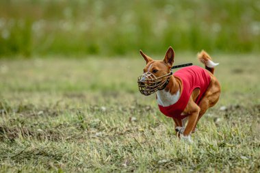 Kırmızı tişörtlü Basenji köpeği yarışmada sahada koşuyor ve yem kovalıyor.