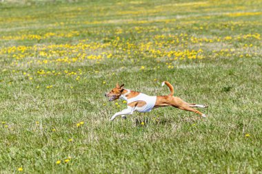 Basenji köpeğinin sahada koşup tuzak kurma yarışmasına katıldığı yerden kalkış anı.