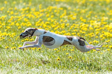 Beyaz tişörtlü kamçı köpek koşuyor ve yarışmada sahada yem kovalıyor.