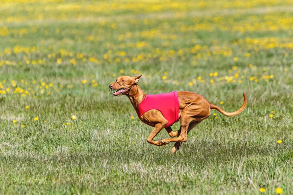 Pharaoh Hound dog in red shirt running and chasing lure in the field on coursing competition