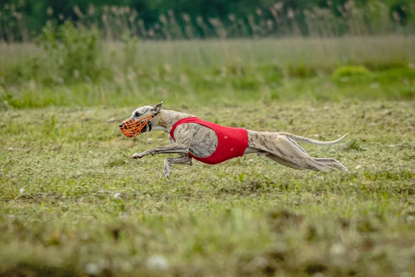 Whippet Dog White Shirt Running Chasing Lure Field Coursing Competition — Stock Photo, Image