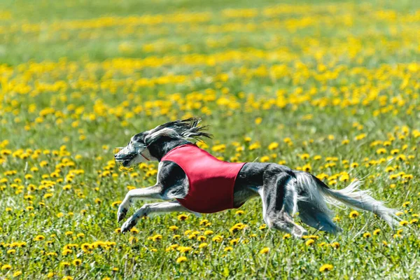 Saluki Perro Camisa Roja Corriendo Persiguiendo Señuelo Campo Curso Competencia — Foto de Stock