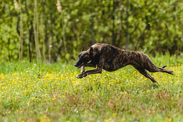 Greyhound dog running fast and chasing lure straight into camera