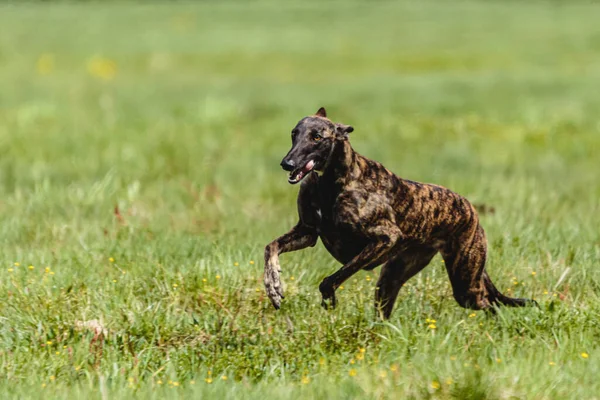 Greyhound dog running fast and chasing lure straight into camera