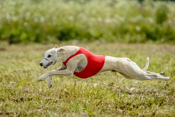 Whippet Pes Bílé Košili Běží Honí Lákat Poli Coursing Soutěže — Stock fotografie