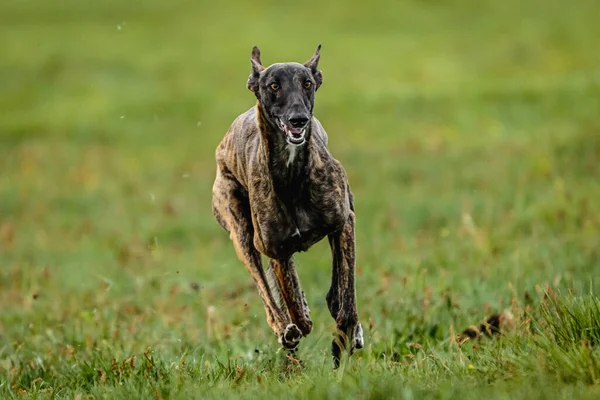 Greyhound Hond Loopt Snel Jagen Lokken Recht Camera — Stockfoto