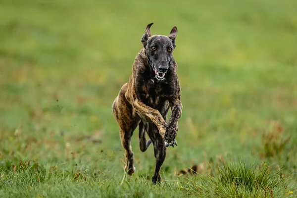 Greyhound dog running fast and chasing lure straight into camera