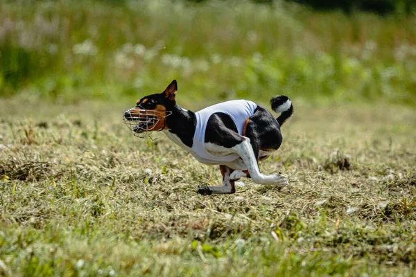 Basenji Dog White Shirt Running Chasing Lure Field Coursing Competition — Stock Photo, Image