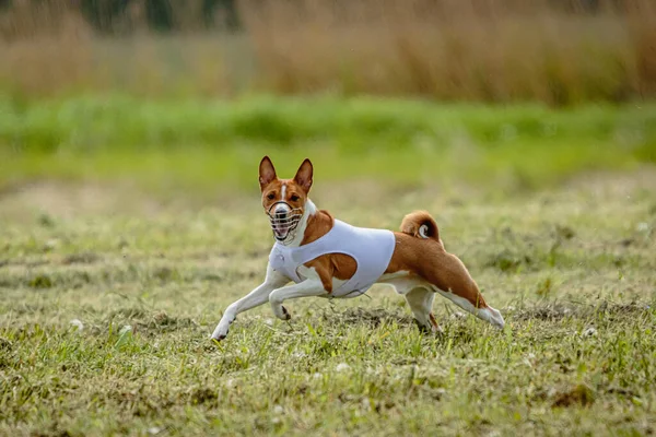 Beyaz Tişörtlü Basenji Köpeği Koşuyor Yarışmada Sahada Yem Kovalıyor — Stok fotoğraf