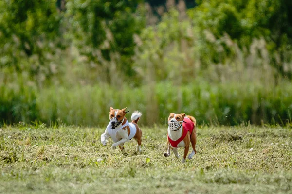 赤と白のシャツを着た弁財犬が走り 競技場でルアーを追いかける — ストック写真