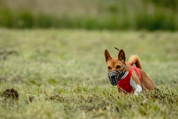 Basenji Dog Red Shirt Running Chasing Lure Field Coursing Competition — Stock Photo, Image