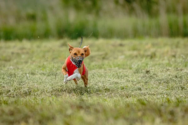Basenji Dog Red Shirt Running Chasing Lure Field Coursing Competition — Stock Photo, Image