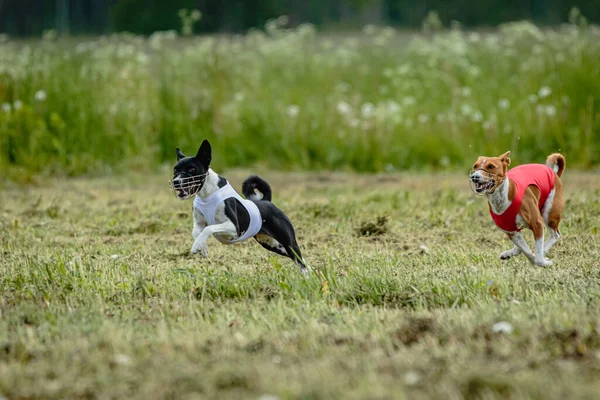 Anjing Anjing Basenji Yang Mengenakan Kemeja Merah Dan Putih Berlari — Stok Foto
