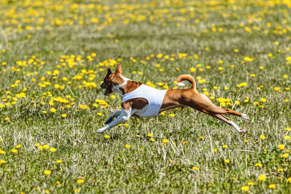 Terbang Saat Terangkat Dari Tanah Anjing Basenji Berjalan Lapangan Pada — Stok Foto