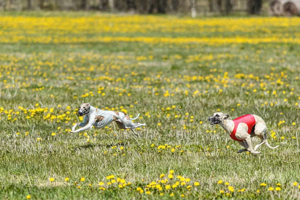 赤と白のシャツを着たWhippet犬が走り 競技会でフィールドでルアーを追いかける — ストック写真