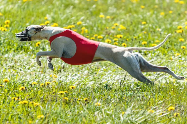 Whippet Σκυλί Λευκό Πουκάμισο Τρέχει Και Κυνηγούν Δέλεαρ Στο Πεδίο — Φωτογραφία Αρχείου