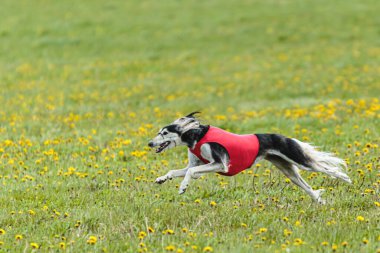 Beyaz kırmızılı Saluki köpeği koşuyor ve yarışmada sahada yem kovalıyor.