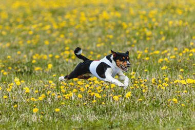Beyaz tişörtlü Basenji köpeği koşuyor ve yarışmada sahada yem kovalıyor.