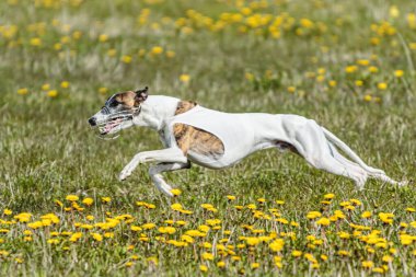 Beyaz tişörtlü kamçı köpek koşuyor ve yarışmada sahada yem kovalıyor.
