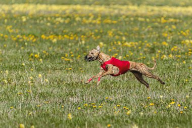 Kırmızı tişörtlü kamçı köpek koşuyor ve yarışmada sahada yem kovalıyor.