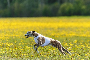 Beyaz tişörtlü kamçı köpek koşuyor ve yarışmada sahada yem kovalıyor.