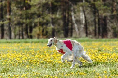 Kırmızı tişörtlü Borzoi köpeği yarışmada sahada koşuyor ve yem kovalıyor.