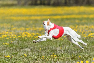 Podenco köpeği hızla koşuyor ve yeşil alanda yem kovalıyor.