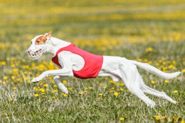 Podenco köpeği hızla koşuyor ve yeşil alanda yem kovalıyor.