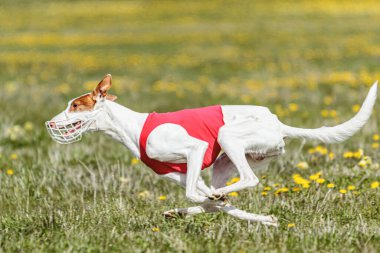 Podenco köpeği hızla koşuyor ve yeşil alanda yem kovalıyor.