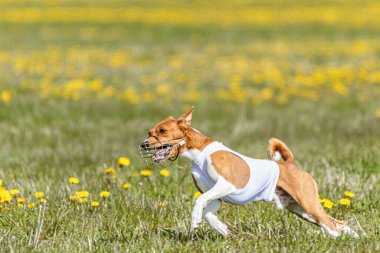 Beyaz tişörtlü Basenji köpeği koşuyor ve yarışmada sahada yem kovalıyor.
