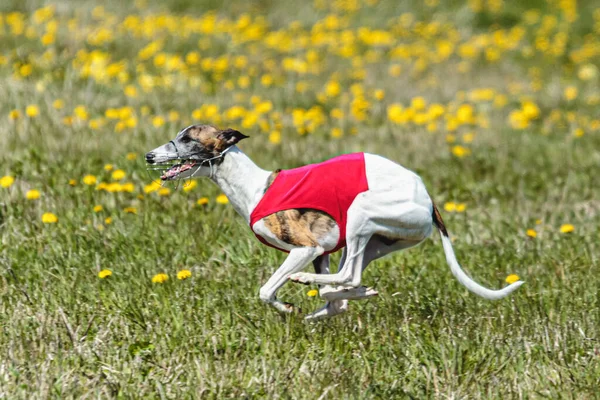 Whippet Hond Rood Shirt Lopen Jagen Lokken Het Veld Coursing — Stockfoto