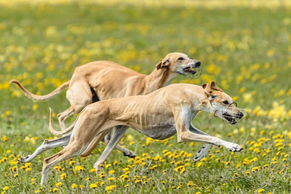 Greyhound dogs running fast and chasing lure across green field at dog racing competion