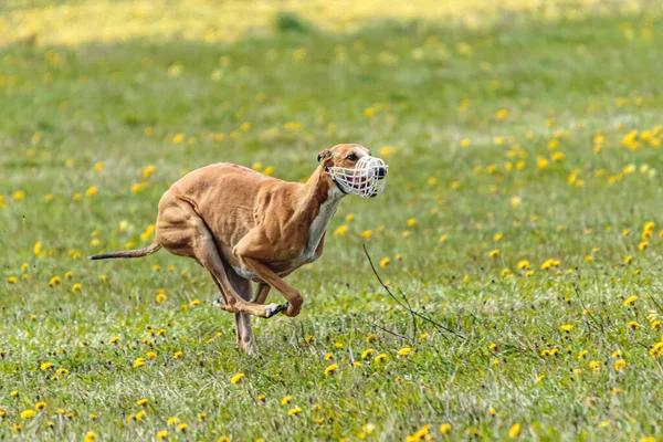 Greyhound Perro Corriendo Rápido Persiguiendo Señuelo Través Campo Verde Competencia —  Fotos de Stock