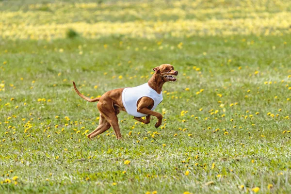 白いシャツを着たファラオの猟犬が走り 競技会でフィールドでルアーを追いかける — ストック写真