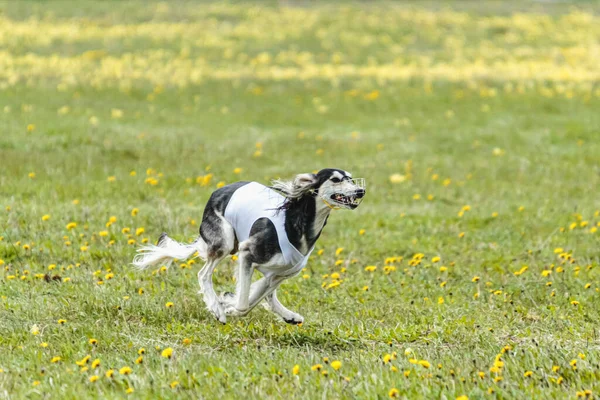 Saluki Hond Wit Shirt Lopen Jagen Lokken Het Veld Coursing — Stockfoto