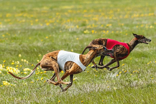 Greyhound Perros Corriendo Rápido Persiguiendo Señuelo Través Campo Verde Competencia — Foto de Stock