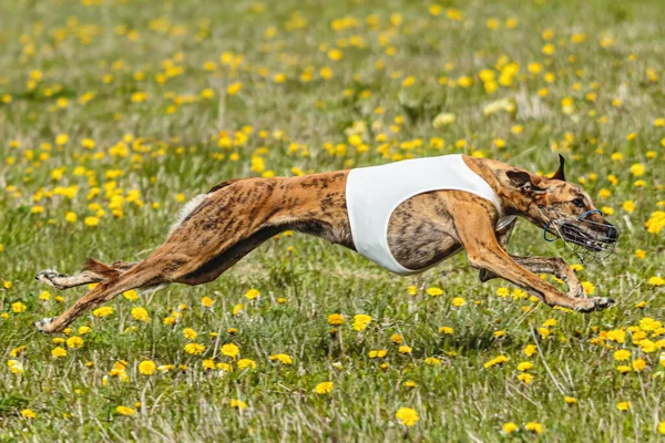 Greyhound dog running fast and chasing lure across green field at dog racing competion