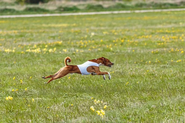 白いシャツを着た弁財犬が走り 競技場でルアーを追いかける — ストック写真