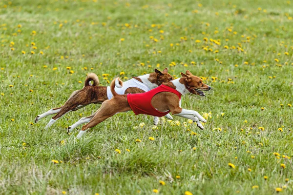 赤と白のシャツを着た弁財犬が走り 競技場でルアーを追いかける — ストック写真