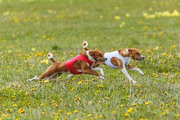 赤と白のシャツを着た弁財犬が走り 競技場でルアーを追いかける — ストック写真