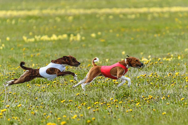 赤と白のシャツを着た弁財犬が走り 競技場でルアーを追いかける — ストック写真