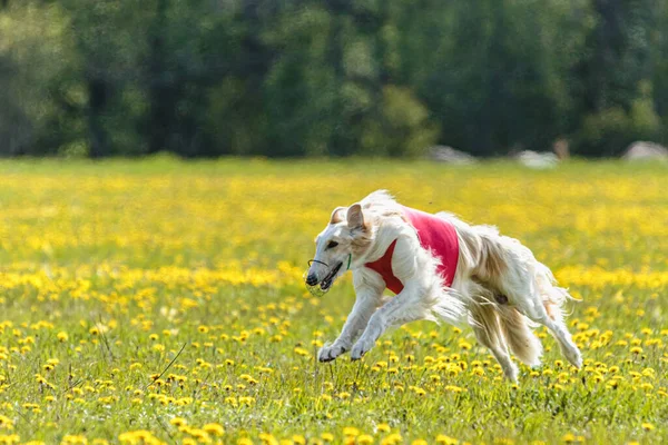 Borzoi Dog Red Shirt Running Chasing Lure Field Coursing Competition — Stock Photo, Image