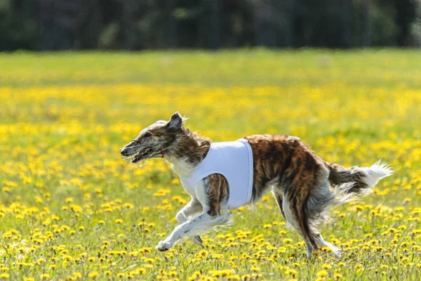 Borzoi Perro Levantó Del Suelo Durante Competencia Carreras Perros Corriendo — Foto de Stock