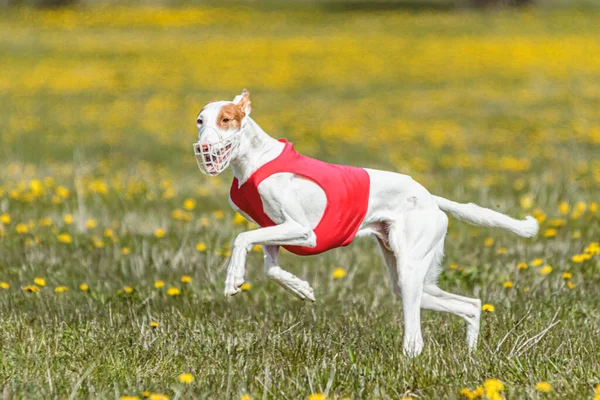 Podenco dog running fast and chasing lure across green field