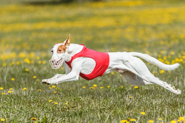 Podenco Pes Běží Rychle Honí Lákat Přes Zelené Pole — Stock fotografie