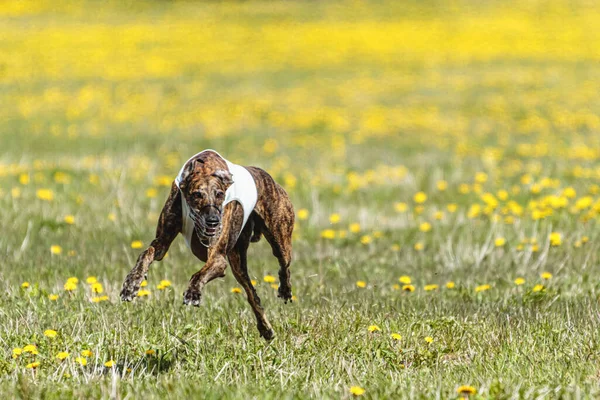 Greyhound dog running fast and chasing lure across green field at dog racing competion