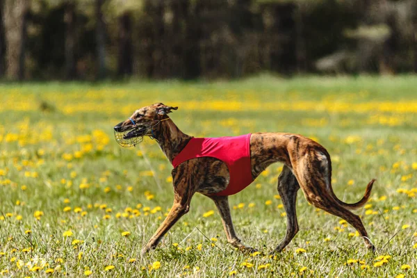 Greyhound dog running fast and chasing lure across green field at dog racing competion